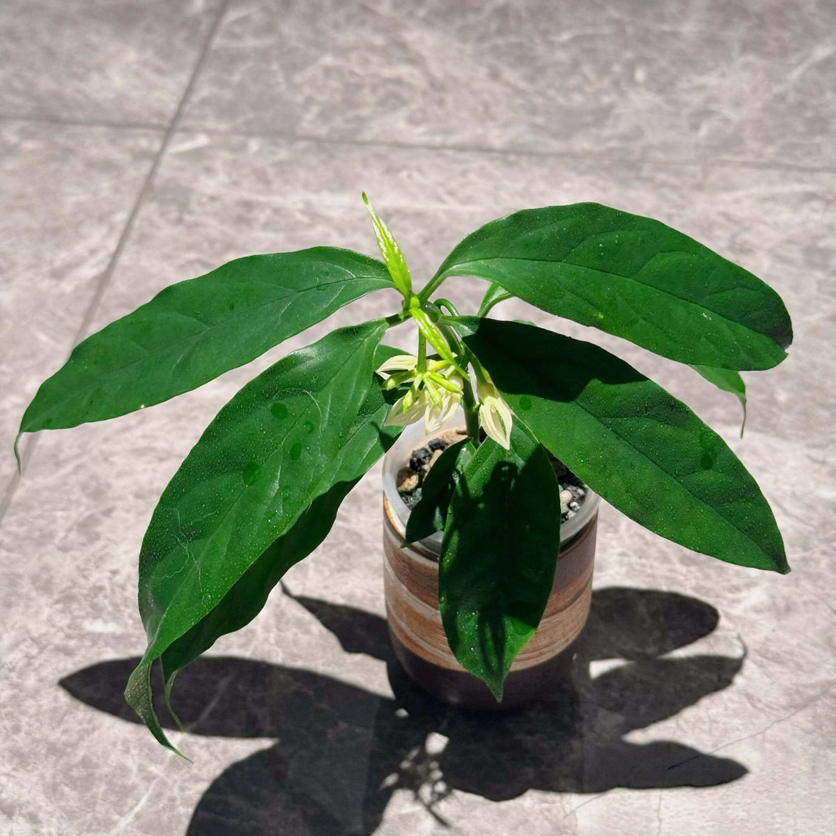 Hoya decipulae is a rare epiphytic species from West Lampung, Sumatra, Indonesia, prized for its thin foliage and exceptionally unusual flowers.