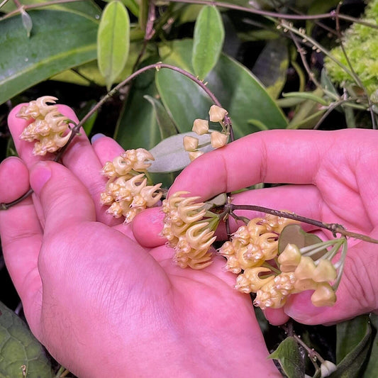 Hoya edeni is a beautiful and relatively uncommon climbing Hoya native from eastern Nepal through northeastern India and northern Myanmar, where it grows in wet tropical habitats. It develops slender, rambling stems with thick, leathery elliptic to obovate-lanceolate leaves, giving the plant an attractive lush appearance.
