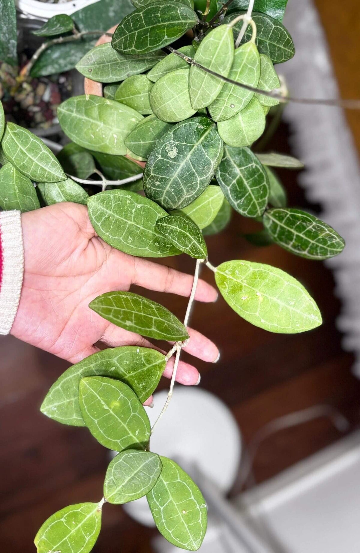 Hoya elliptica is a beautiful tropical climbing epiphyte native from Thailand through western Malesia, including Borneo, Malaya, and Sumatra. It is especially admired for its thick, elliptic green leaves, which are decorated with a prominent network of darker veins that gives the foliage a distinctive, almost embossed appearance. Mature plants produce clusters of waxy, star-shaped flowers and develop attractive twining stems that can be trained around a support or allowed to trail.
