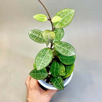 Hoya elliptica is a beautiful tropical climbing epiphyte native from Thailand through western Malesia, including Borneo, Malaya, and Sumatra. It is especially admired for its thick, elliptic green leaves, which are decorated with a prominent network of darker veins that gives the foliage a distinctive, almost embossed appearance. Mature plants produce clusters of waxy, star-shaped flowers and develop attractive twining stems that can be trained around a support or allowed to trail.