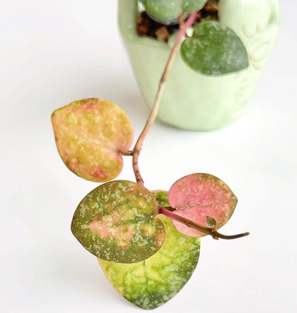 Hoya elliptica × imbricata is a striking Hoya hybrid that combines the best-known ornamental characteristics of both parent species. It develops thick, rounded to heart-shaped leaves with the strong, quilted venation of Hoya elliptica and the distinctive shingling, sculptural growth habit associated with Hoya imbricata.