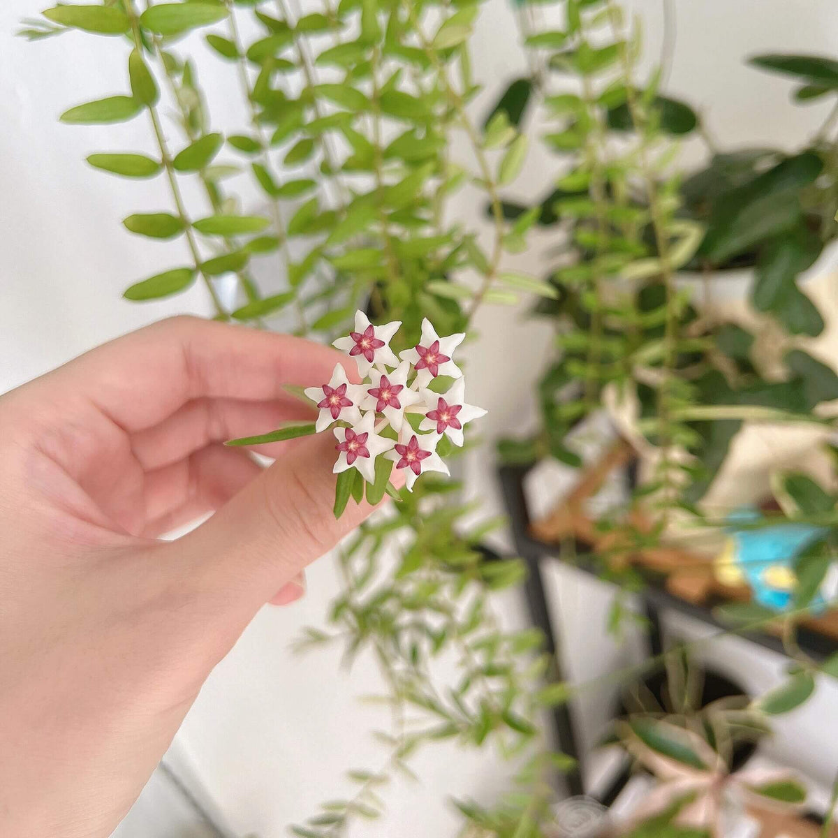 Hoya engleriana Hosseus is an accepted Hoya species native to Indochina, including Cambodia, Laos, Thailand, and Vietnam. Hoya engleriana is an attractive tropical Hoya with a naturally climbing growth habit and fleshy green foliage. As an epiphytic species, it is well adapted to growing in an airy environment with excellent drainage around its roots.
