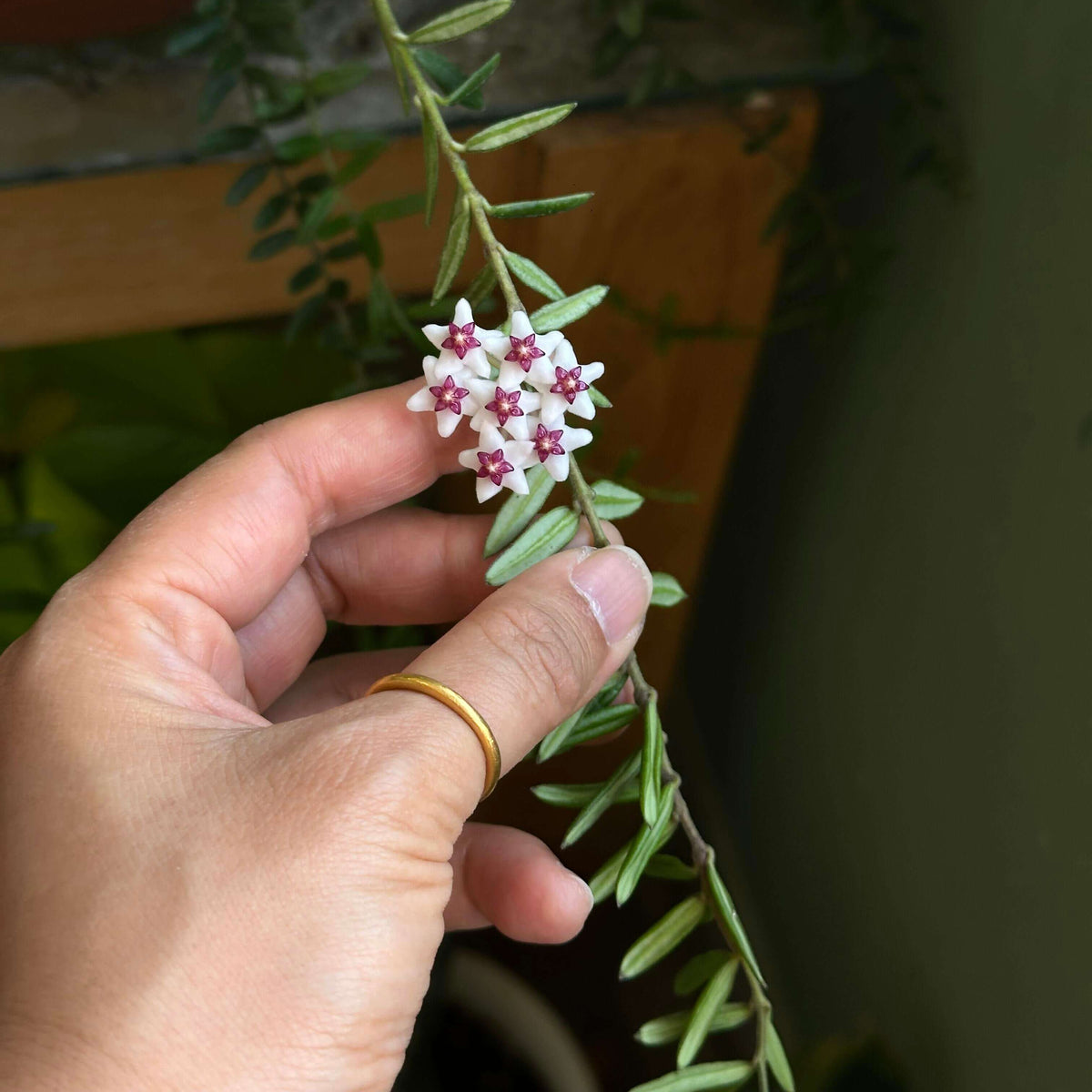 Hoya engleriana Hosseus is an accepted Hoya species native to Indochina, including Cambodia, Laos, Thailand, and Vietnam. Hoya engleriana is an attractive tropical Hoya with a naturally climbing growth habit and fleshy green foliage. As an epiphytic species, it is well adapted to growing in an airy environment with excellent drainage around its roots.
