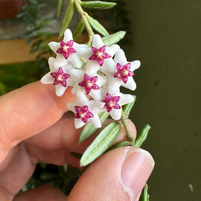 Hoya engleriana Hosseus is an accepted Hoya species native to Indochina, including Cambodia, Laos, Thailand, and Vietnam. Hoya engleriana is an attractive tropical Hoya with a naturally climbing growth habit and fleshy green foliage. As an epiphytic species, it is well adapted to growing in an airy environment with excellent drainage around its roots.