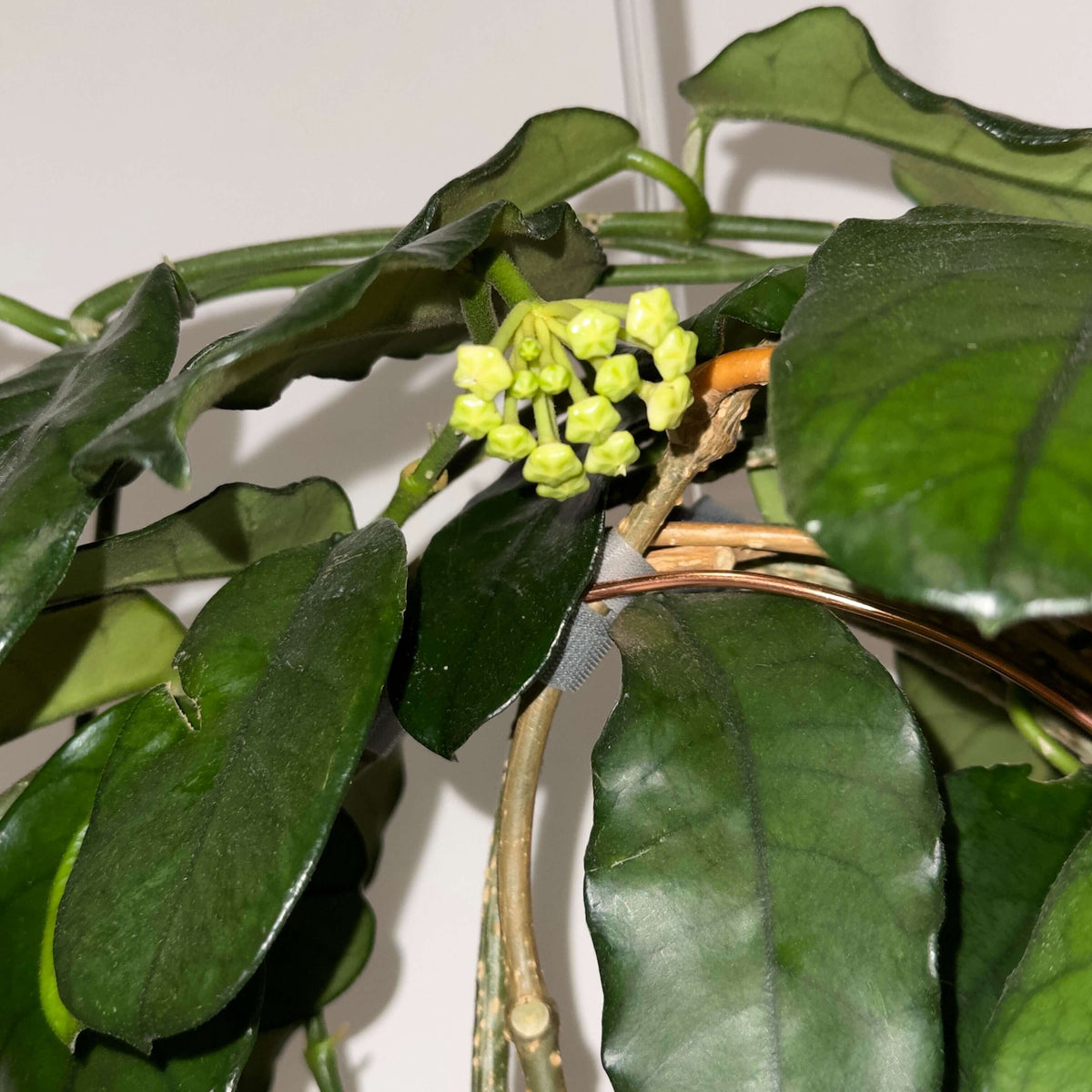 Hoya globulosa (syn. Hoya villosa) is a distinctive climbing epiphyte or lithophyte native from the Himalayas through southern China and Indochina. Mature leaves can develop strongly pronounced, dark green veins, creating an attractive textured appearance. The species produces dense, rounded umbels of up to around 30 small, waxy, pale straw-yellow to cream flowers, with a pink to reddish-brown coloration around the corona.