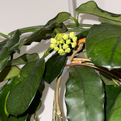 Hoya globulosa (syn. Hoya villosa) is a distinctive climbing epiphyte or lithophyte native from the Himalayas through southern China and Indochina. Mature leaves can develop strongly pronounced, dark green veins, creating an attractive textured appearance. The species produces dense, rounded umbels of up to around 30 small, waxy, pale straw-yellow to cream flowers, with a pink to reddish-brown coloration around the corona.