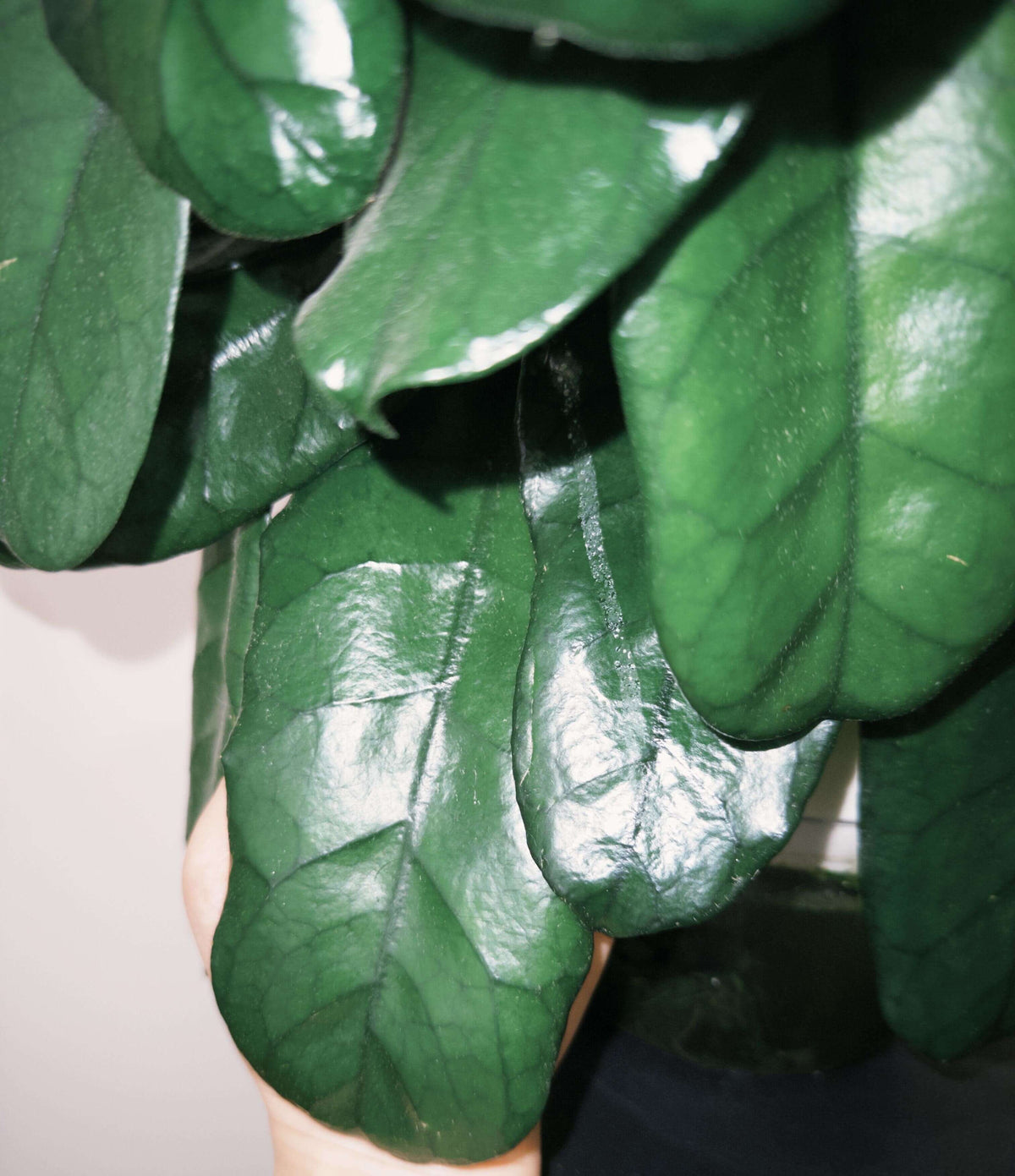 Hoya globulosa (syn. Hoya villosa) is a distinctive climbing epiphyte or lithophyte native from the Himalayas through southern China and Indochina. Mature leaves can develop strongly pronounced, dark green veins, creating an attractive textured appearance. The species produces dense, rounded umbels of up to around 30 small, waxy, pale straw-yellow to cream flowers, with a pink to reddish-brown coloration around the corona.