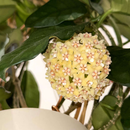 Hoya globulosa (syn. Hoya villosa) is a distinctive climbing epiphyte or lithophyte native from the Himalayas through southern China and Indochina. Mature leaves can develop strongly pronounced, dark green veins, creating an attractive textured appearance. The species produces dense, rounded umbels of up to around 30 small, waxy, pale straw-yellow to cream flowers, with a pink to reddish-brown coloration around the corona.