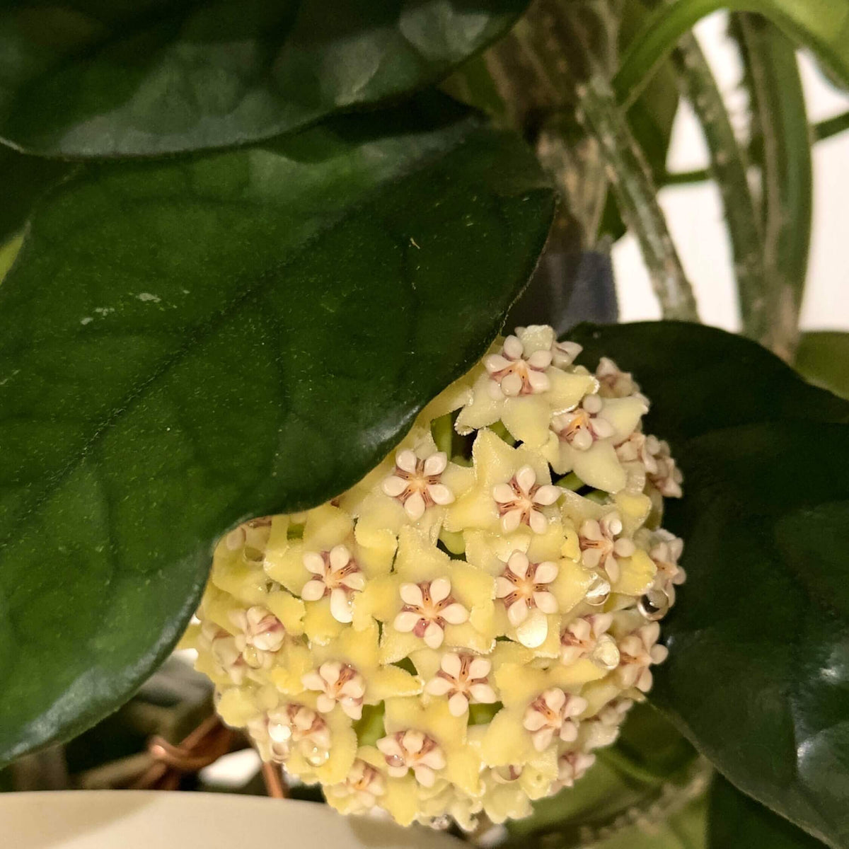 Hoya globulosa (syn. Hoya villosa) is a distinctive climbing epiphyte or lithophyte native from the Himalayas through southern China and Indochina. Mature leaves can develop strongly pronounced, dark green veins, creating an attractive textured appearance. The species produces dense, rounded umbels of up to around 30 small, waxy, pale straw-yellow to cream flowers, with a pink to reddish-brown coloration around the corona.