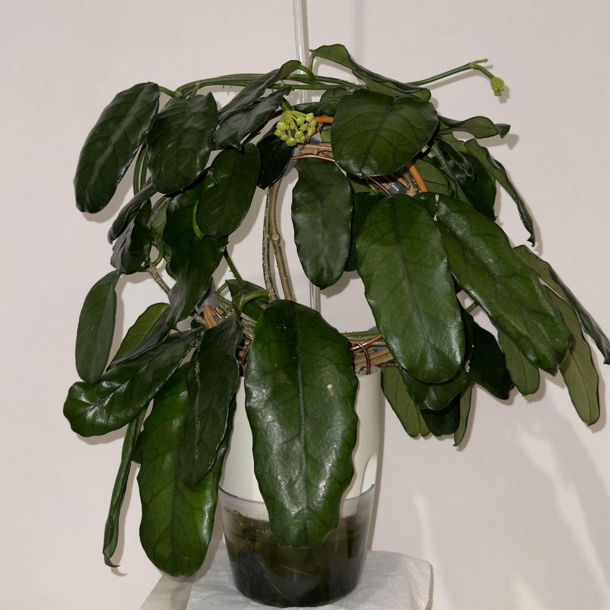 Hoya globulosa (syn. Hoya villosa) is a distinctive climbing epiphyte or lithophyte native from the Himalayas through southern China and Indochina. Mature leaves can develop strongly pronounced, dark green veins, creating an attractive textured appearance. The species produces dense, rounded umbels of up to around 30 small, waxy, pale straw-yellow to cream flowers, with a pink to reddish-brown coloration around the corona.