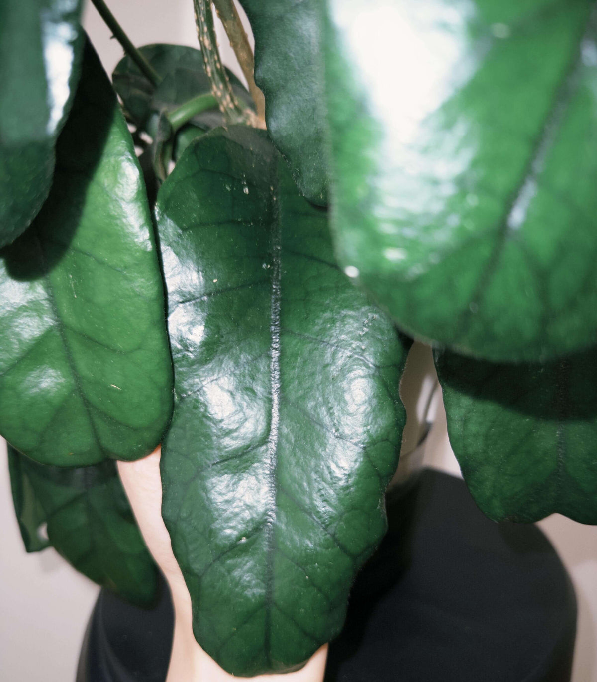 Hoya globulosa (syn. Hoya villosa) is a distinctive climbing epiphyte or lithophyte native from the Himalayas through southern China and Indochina. Mature leaves can develop strongly pronounced, dark green veins, creating an attractive textured appearance. The species produces dense, rounded umbels of up to around 30 small, waxy, pale straw-yellow to cream flowers, with a pink to reddish-brown coloration around the corona.