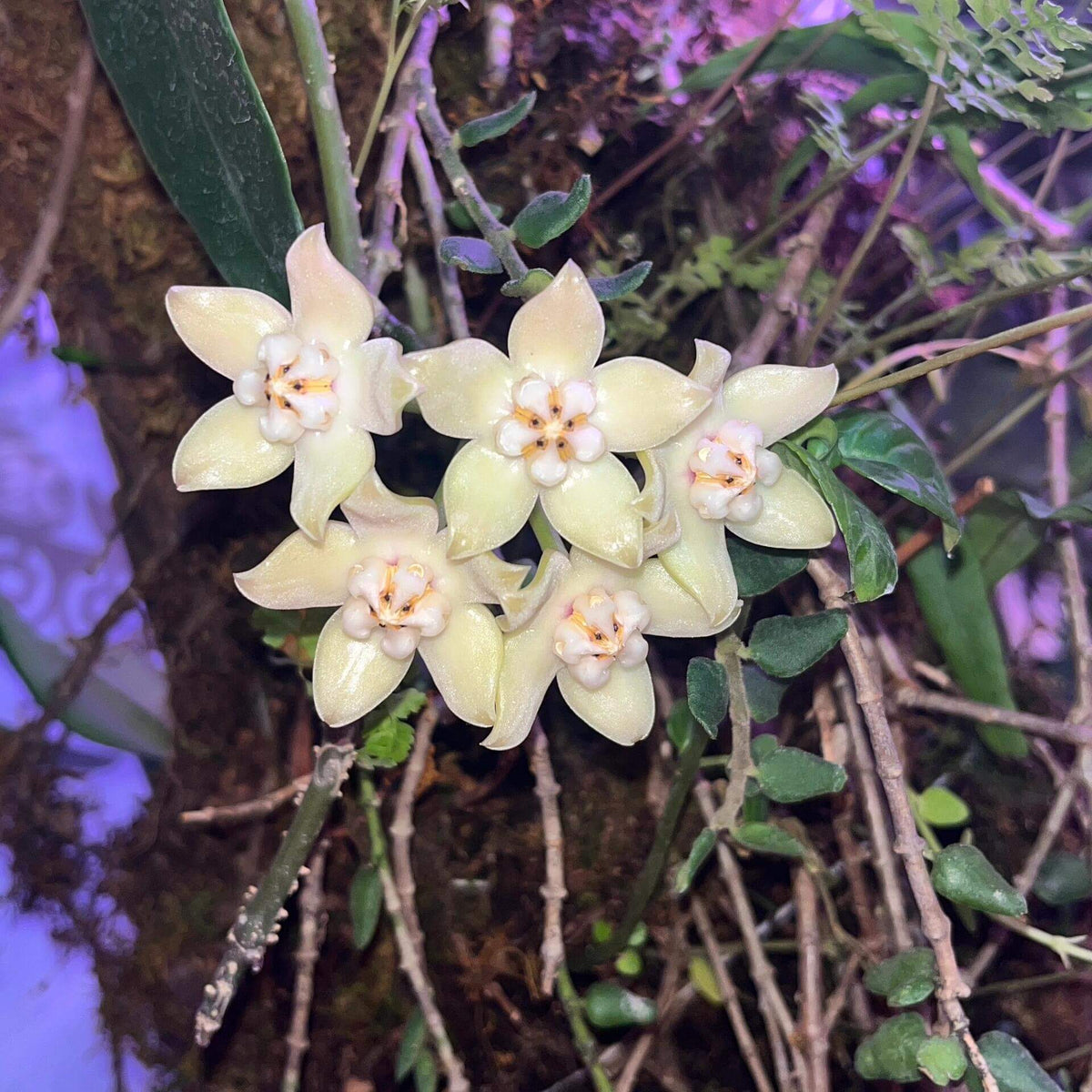 Hoya griffithii is native to Assam, southern China, Hainan, Laos, Myanmar, and Vietnam. It develops relatively large, thick, lanceolate to oblong-lanceolate leaves on slender, twining stems. Mature plants produce rounded clusters of large, waxy flowers.