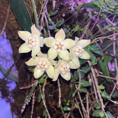 Hoya griffithii is native to Assam, southern China, Hainan, Laos, Myanmar, and Vietnam. It develops relatively large, thick, lanceolate to oblong-lanceolate leaves on slender, twining stems. Mature plants produce rounded clusters of large, waxy flowers.