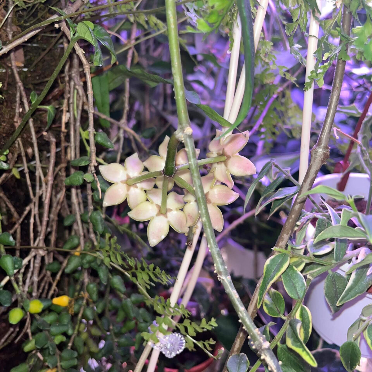 Hoya griffithii is native to Assam, southern China, Hainan, Laos, Myanmar, and Vietnam. It develops relatively large, thick, lanceolate to oblong-lanceolate leaves on slender, twining stems. Mature plants produce rounded clusters of large, waxy flowers.