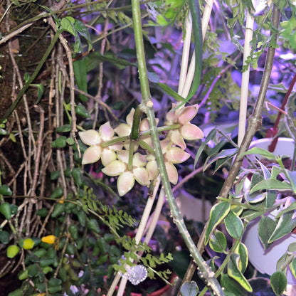 Hoya griffithii is native to Assam, southern China, Hainan, Laos, Myanmar, and Vietnam. It develops relatively large, thick, lanceolate to oblong-lanceolate leaves on slender, twining stems. Mature plants produce rounded clusters of large, waxy flowers.