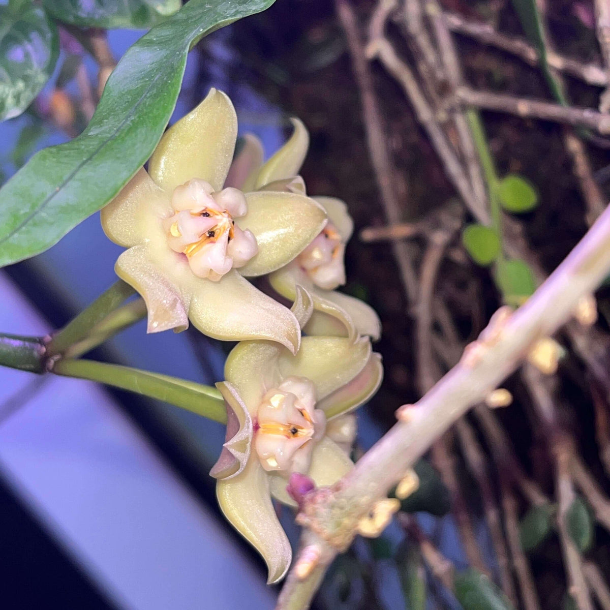 Hoya griffithii is native to Assam, southern China, Hainan, Laos, Myanmar, and Vietnam. It develops relatively large, thick, lanceolate to oblong-lanceolate leaves on slender, twining stems. Mature plants produce rounded clusters of large, waxy flowers.