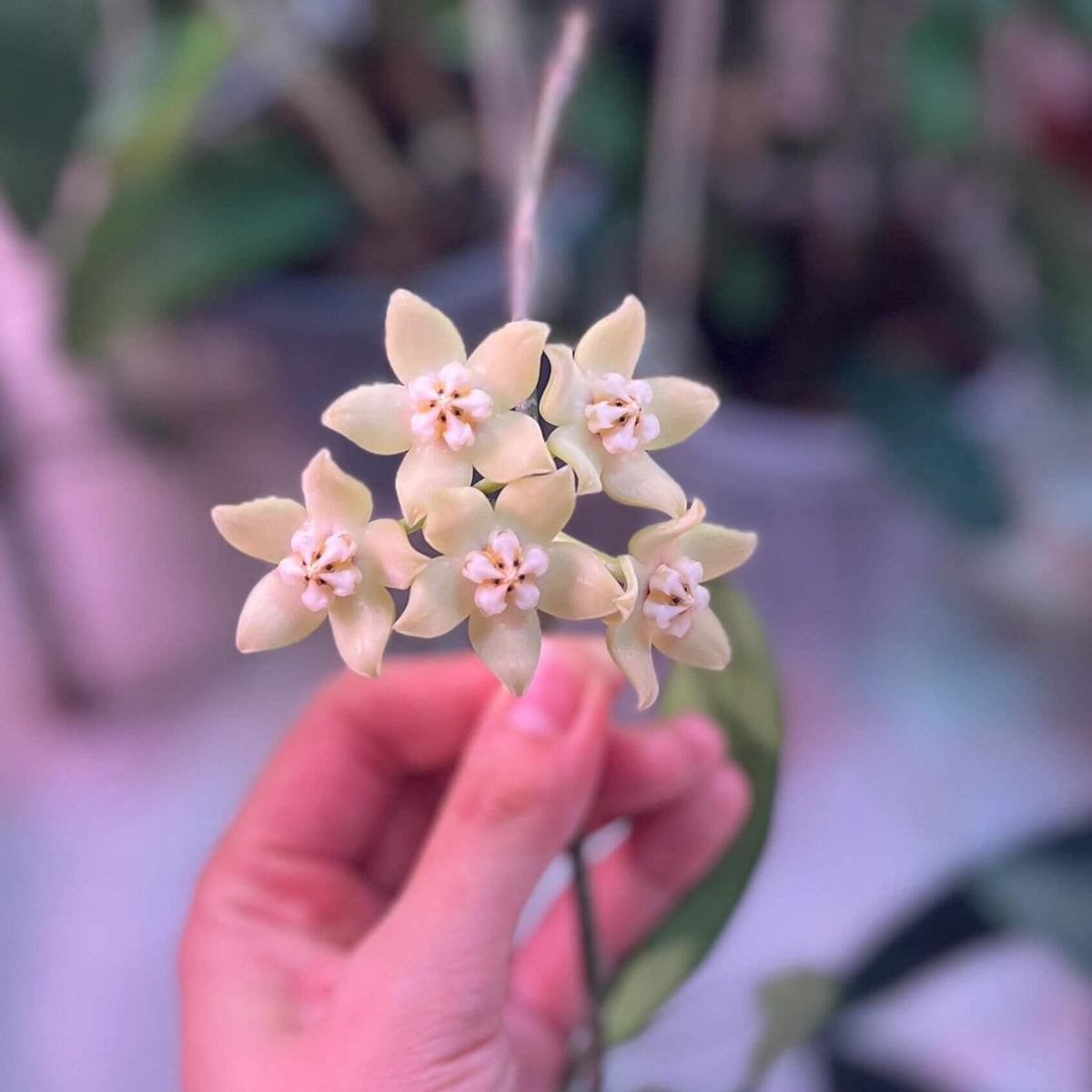 Hoya griffithii is native to Assam, southern China, Hainan, Laos, Myanmar, and Vietnam. It develops relatively large, thick, lanceolate to oblong-lanceolate leaves on slender, twining stems. Mature plants produce rounded clusters of large, waxy flowers.