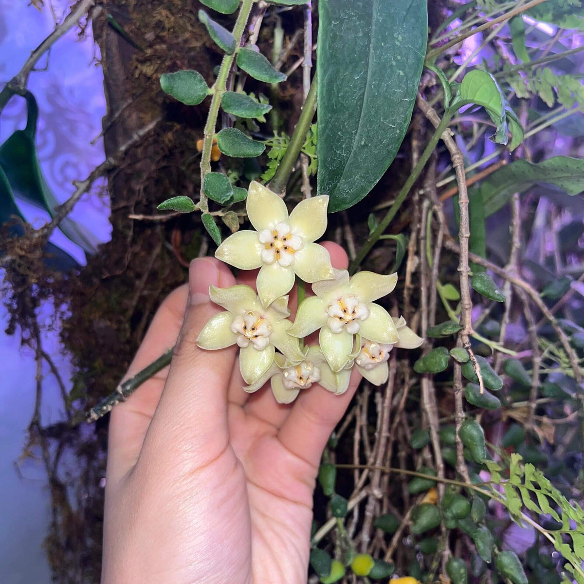 Hoya griffithii is native to Assam, southern China, Hainan, Laos, Myanmar, and Vietnam. It develops relatively large, thick, lanceolate to oblong-lanceolate leaves on slender, twining stems. Mature plants produce rounded clusters of large, waxy flowers.