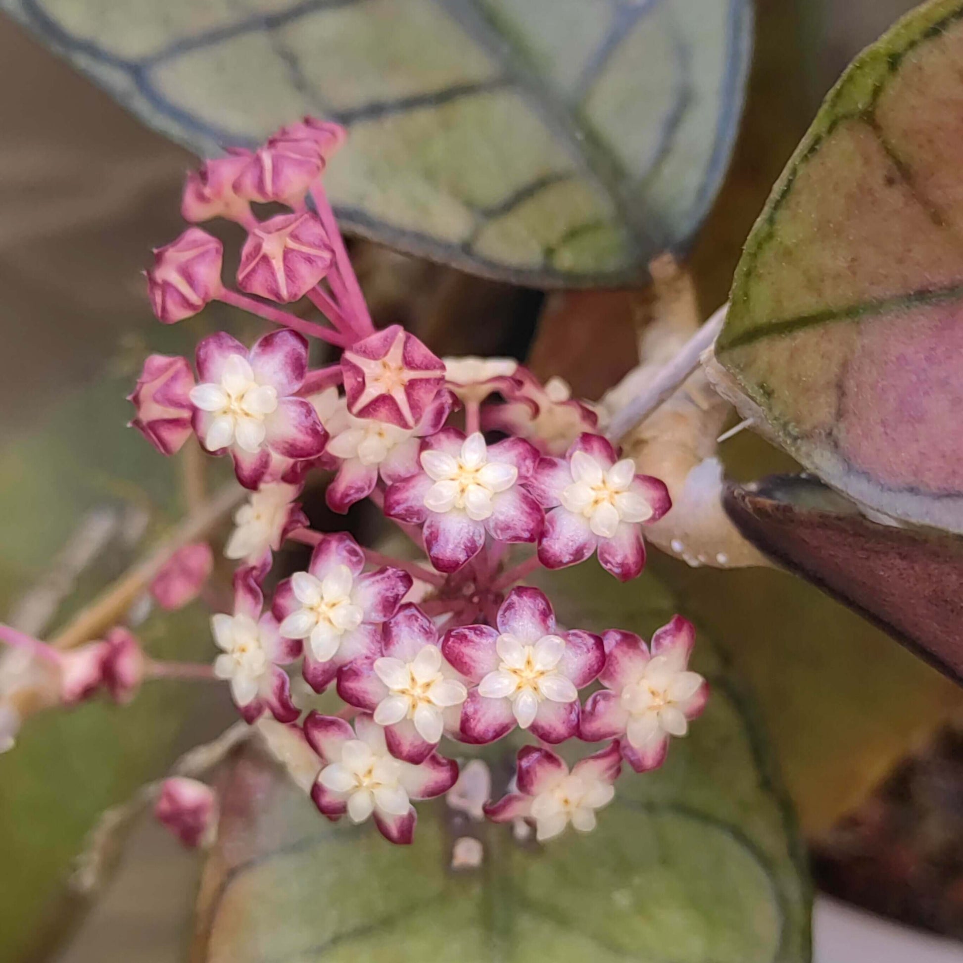 Hoya gunung gading is an attractive and decorative Hoya (wax plant) originally discovered in Gunung Gading National Park. It belongs to the finlaysonii complex of Hoyas and is known for its beautiful, patterned foliage that may shift shades or develop deeper tones when exposed to bright light. The leaves are typically ovate with noticeable veins, and under certain light can take on sun-stressed colours. Like many Hoyas, it produces clusters of small, star-shaped flowers with contrasting centres.