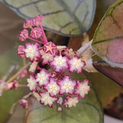 Hoya gunung gading is an attractive and decorative Hoya (wax plant) originally discovered in Gunung Gading National Park. It belongs to the finlaysonii complex of Hoyas and is known for its beautiful, patterned foliage that may shift shades or develop deeper tones when exposed to bright light. The leaves are typically ovate with noticeable veins, and under certain light can take on sun-stressed colours. Like many Hoyas, it produces clusters of small, star-shaped flowers with contrasting centres.