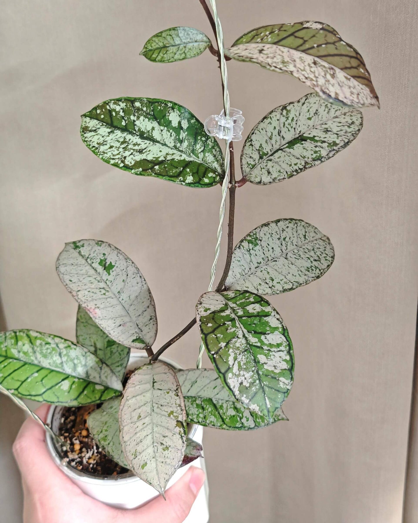 Hoya gunung gading ‘Ghost’ was originally discovered in Gunung Gading National Park. The plant features green leaves heavily covered with nearly solid silvery variegation, giving the foliage an almost ghostly or antique appearance. This striking silver overlay makes the plant highly decorative and highly sought after by collectors.