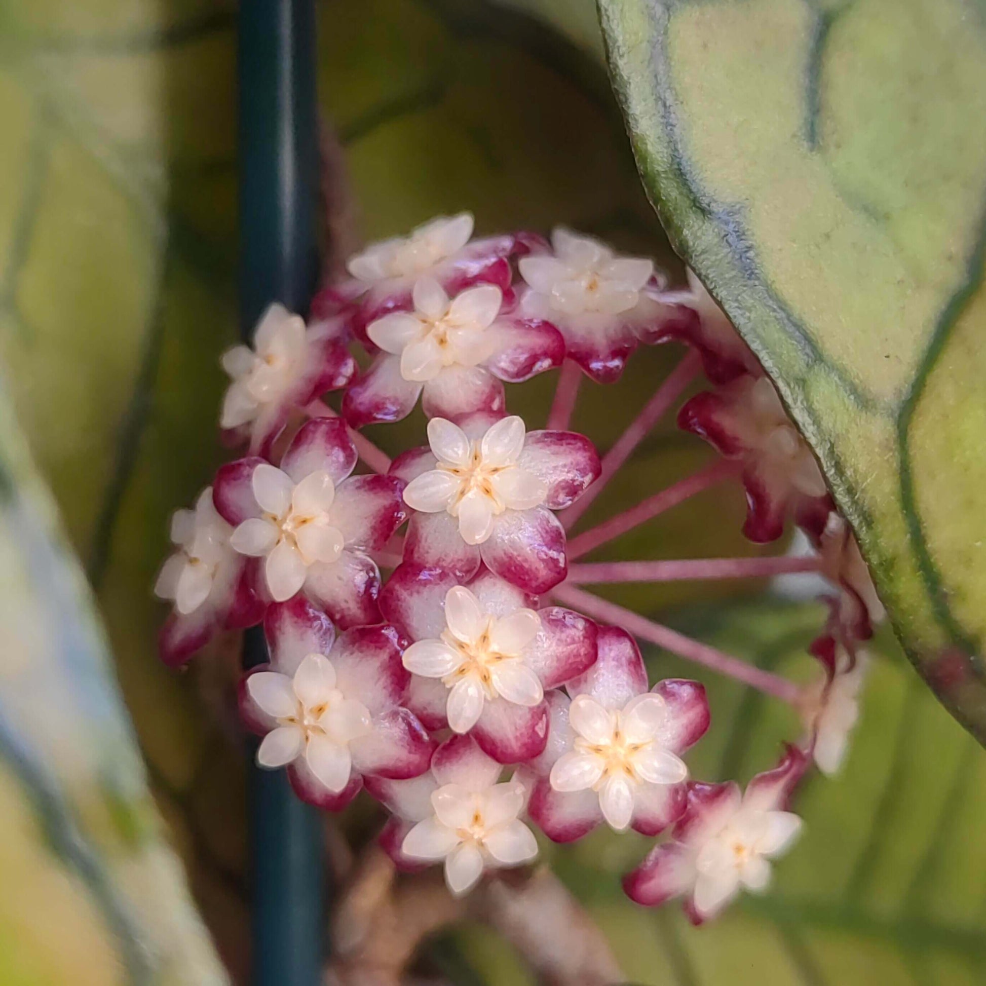 Hoya gunung gading is an attractive and decorative Hoya (wax plant) originally discovered in Gunung Gading National Park. It belongs to the finlaysonii complex of Hoyas and is known for its beautiful, patterned foliage that may shift shades or develop deeper tones when exposed to bright light. The leaves are typically ovate with noticeable veins, and under certain light can take on sun-stressed colours. Like many Hoyas, it produces clusters of small, star-shaped flowers with contrasting centres.