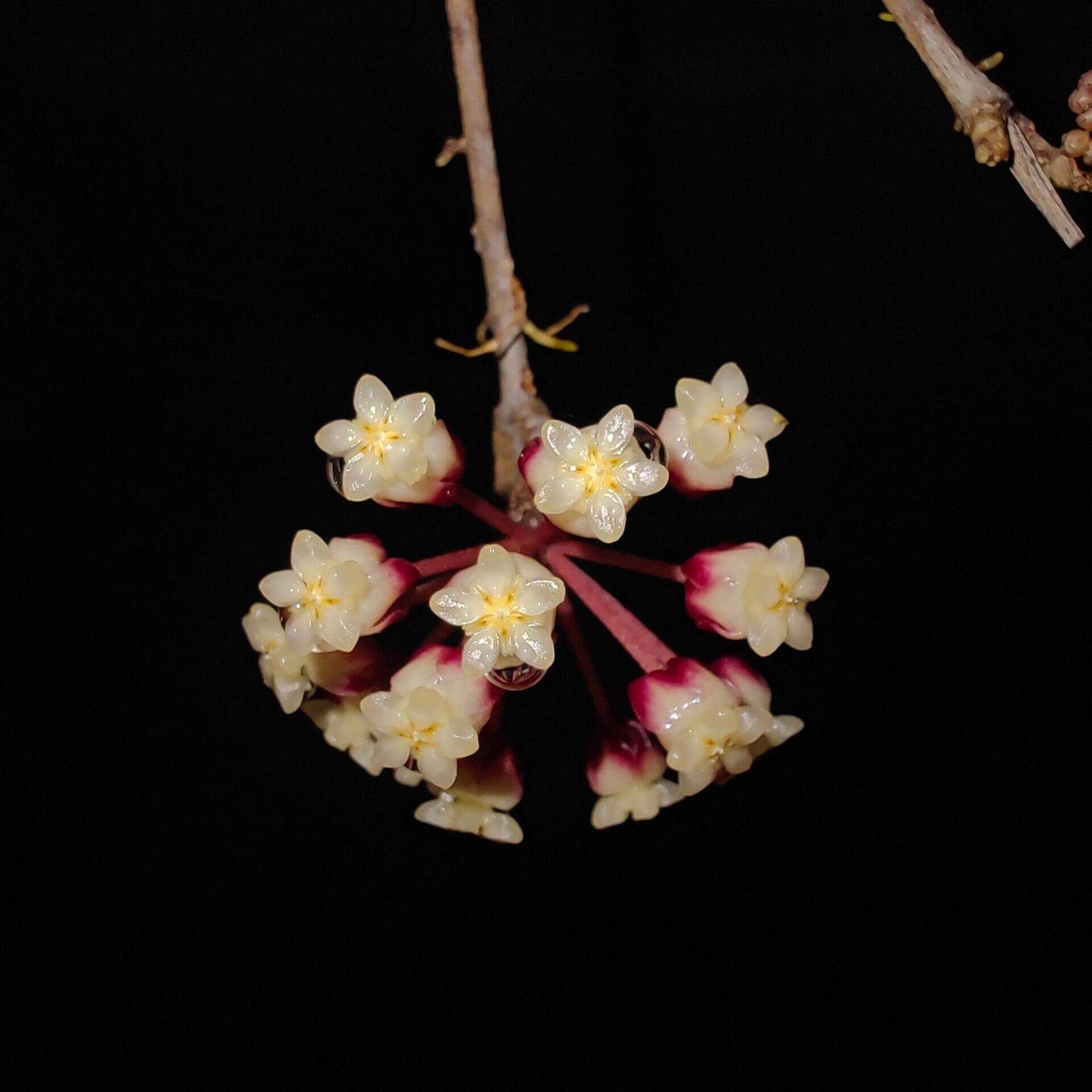 Hoya gunung gading is an attractive and decorative Hoya (wax plant) originally discovered in Gunung Gading National Park. It belongs to the finlaysonii complex of Hoyas and is known for its beautiful, patterned foliage that may shift shades or develop deeper tones when exposed to bright light. The leaves are typically ovate with noticeable veins, and under certain light can take on sun-stressed colours. Like many Hoyas, it produces clusters of small, star-shaped flowers with contrasting centres.