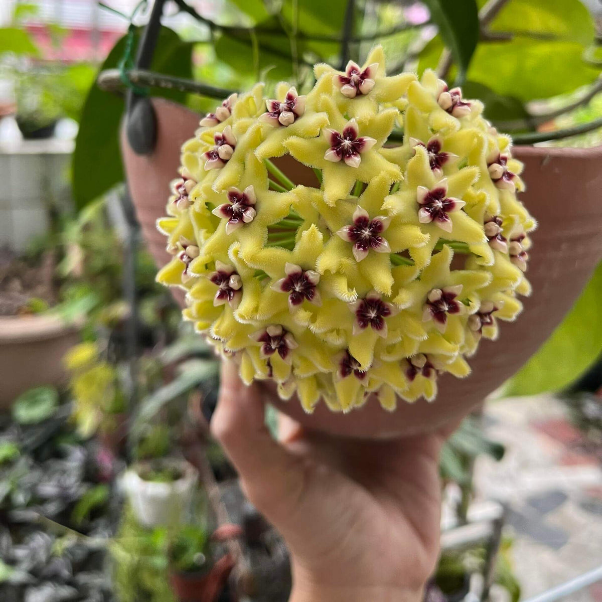 Hoya halconensis is a rare Hoya species native to Mindoro, Philippines, where it occurs in wet tropical habitats. It is a climbing epiphyte with attractive, fleshy green foliage and the characteristic vining growth habit of the genus. Mature plants can produce rounded umbels of small, waxy, star-shaped flowers, adding an elegant floral display to its ornamental foliage.