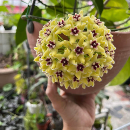 Hoya halconensis is a rare Hoya species native to Mindoro, Philippines, where it occurs in wet tropical habitats. It is a climbing epiphyte with attractive, fleshy green foliage and the characteristic vining growth habit of the genus. Mature plants can produce rounded umbels of small, waxy, star-shaped flowers, adding an elegant floral display to its ornamental foliage.