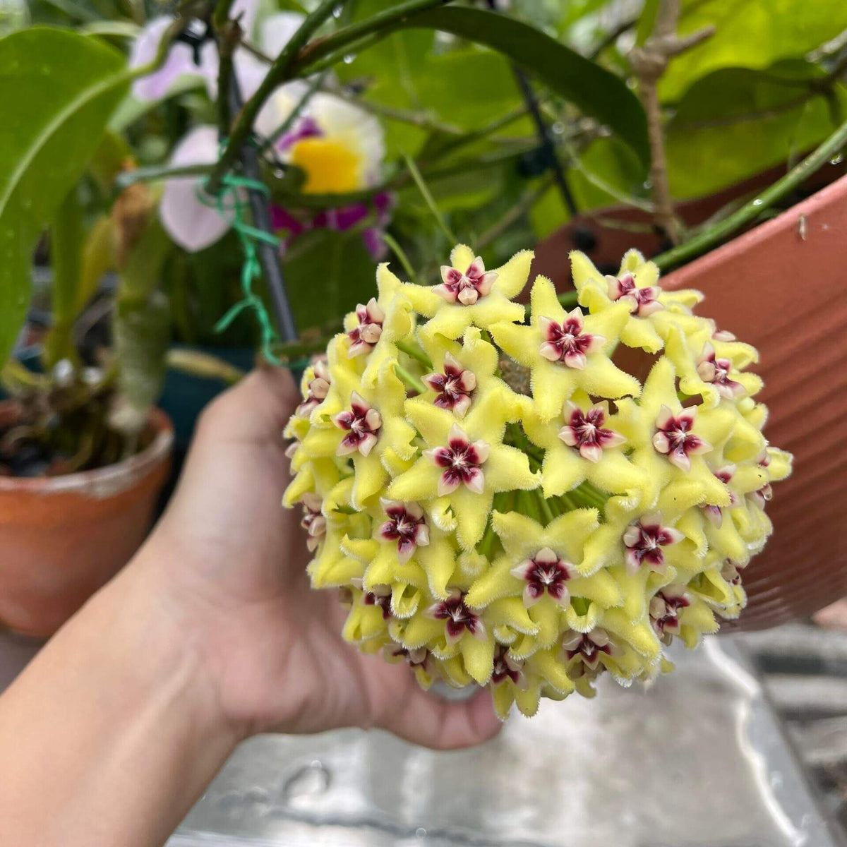 Hoya halconensis is a rare Hoya species native to Mindoro, Philippines, where it occurs in wet tropical habitats. It is a climbing epiphyte with attractive, fleshy green foliage and the characteristic vining growth habit of the genus. Mature plants can produce rounded umbels of small, waxy, star-shaped flowers, adding an elegant floral display to its ornamental foliage.
