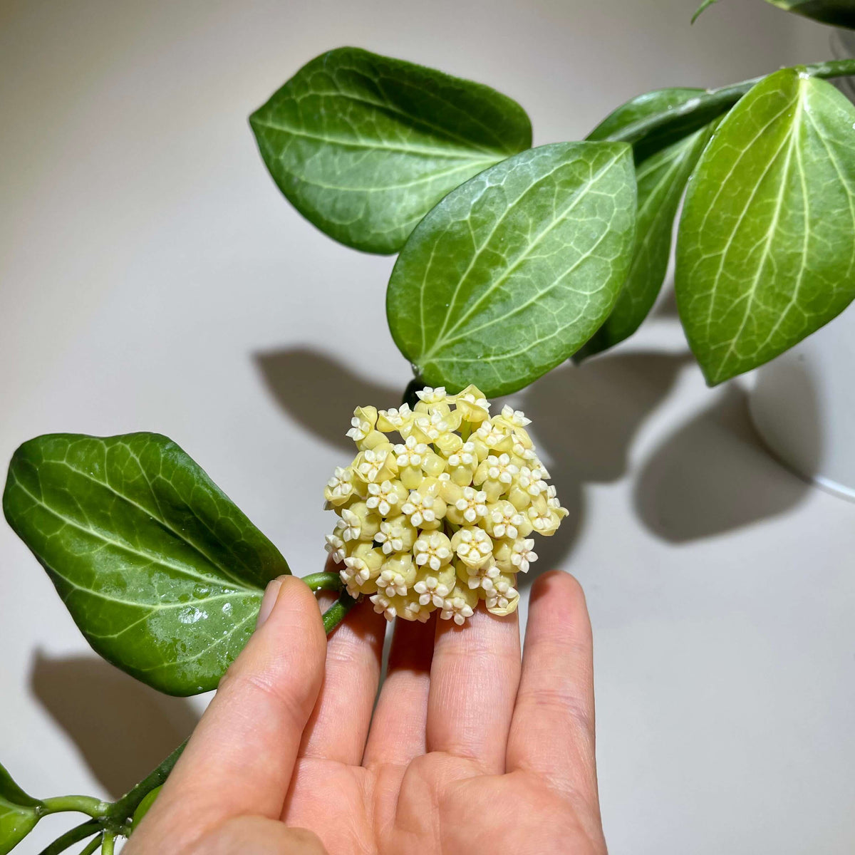 Hoya hellwigiana is an attractive tropical Hoya known for its lush green foliage and climbing growth habit. It develops slender, twining stems with attractive, fleshy leaves and can form clusters of waxy, star-shaped flowers when mature. The plant is well suited to growing on a trellis or allowing its vines to trail naturally, making it an interesting choice for both Hoya collectors and indoor plant enthusiasts.