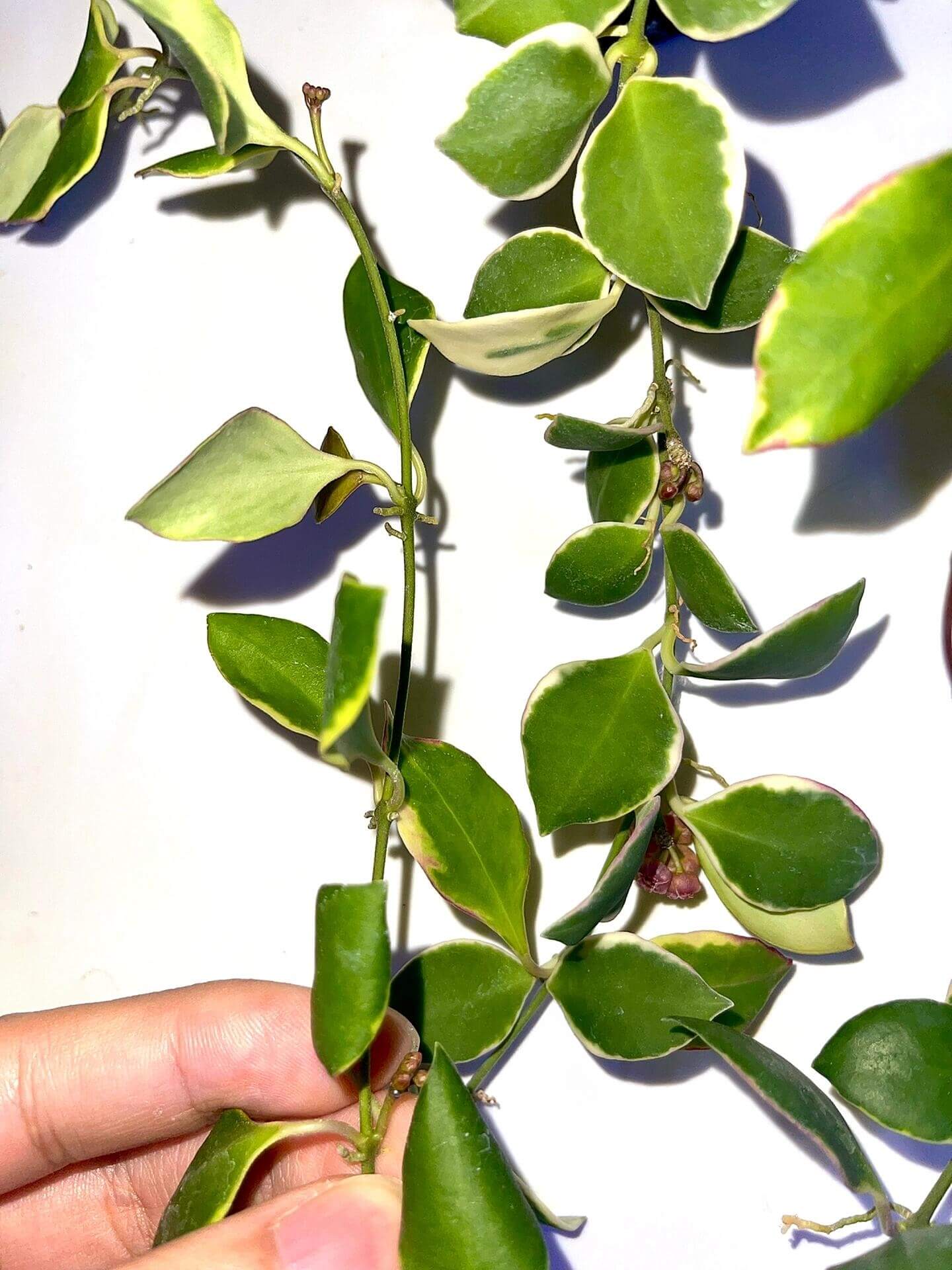 Hoya heuschkeliana 'Albomarginata' is a rare and visually striking variety of Hoya heuschkeliana, characterized by its small, rounded leaves adorned with green centers and creamy-white to yellow margins. This cultivar features trailing or twining stems and produces fragrant, star-shaped flowers in shades of pink to red, typical of the species.