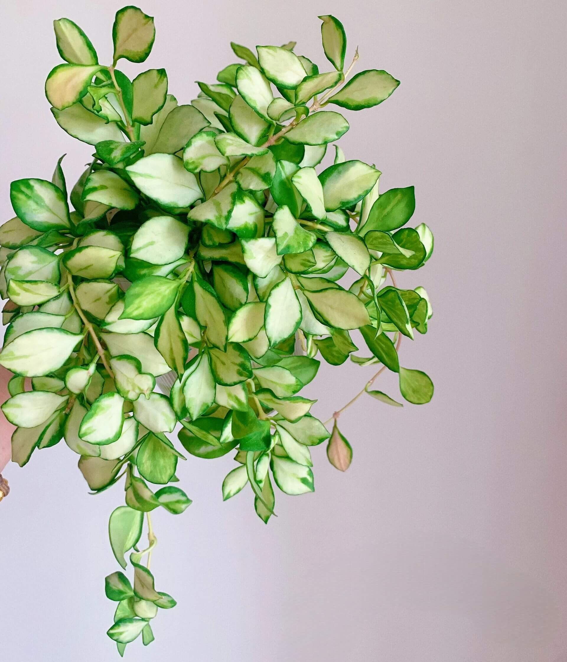Hoya heuschkeliana inner variegated is a rare and visually striking variety of Hoya heuschkeliana, featuring inner variegation with cream or yellow centers surrounded by green margins, creating a luminous contrast on its thick, waxy leaves. This cultivar exhibits a trailing or vining growth habit, making it ideal for hanging baskets or climbing supports.