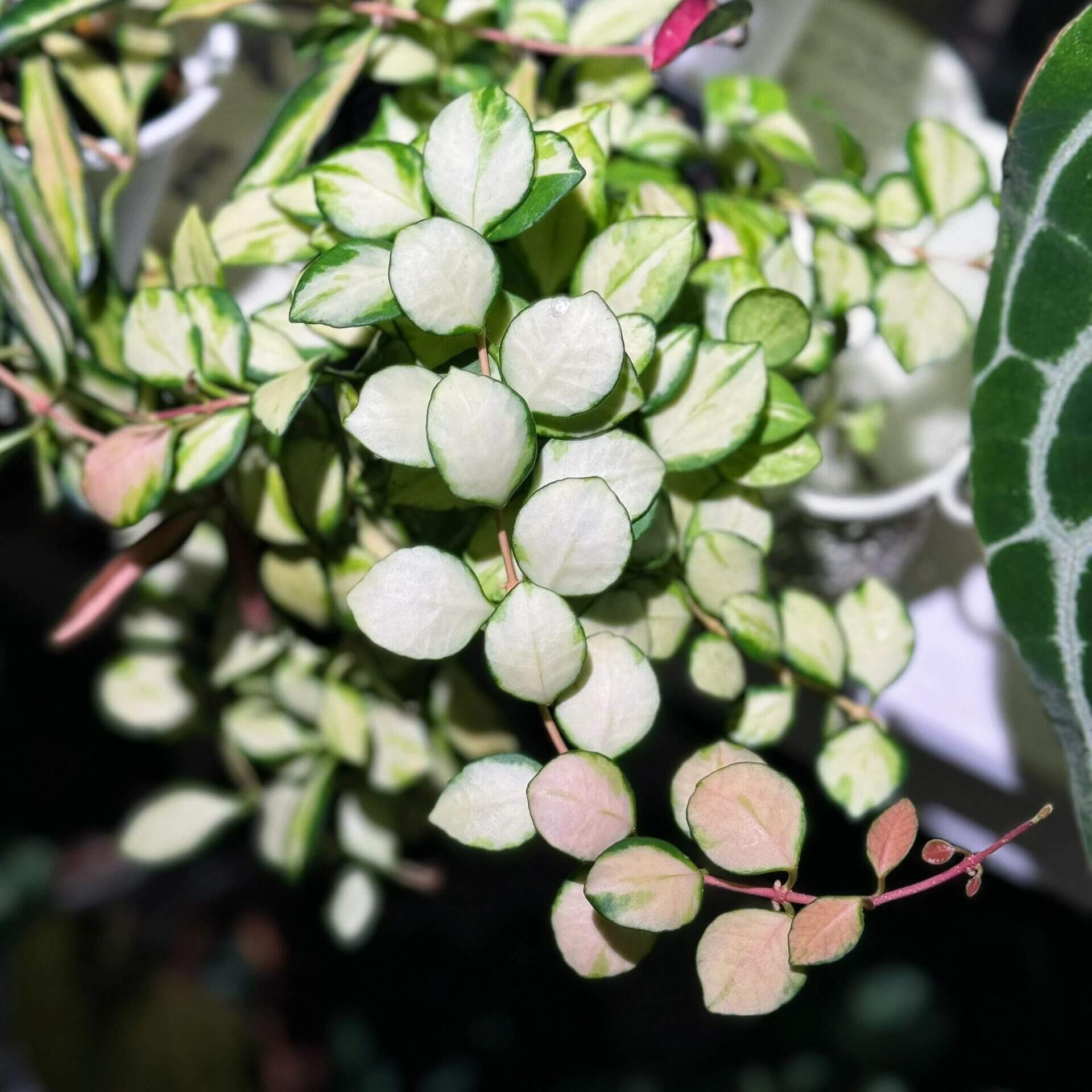 Hoya heuschkeliana inner variegated is a rare and visually striking variety of Hoya heuschkeliana, featuring inner variegation with cream or yellow centers surrounded by green margins, creating a luminous contrast on its thick, waxy leaves. This cultivar exhibits a trailing or vining growth habit, making it ideal for hanging baskets or climbing supports.