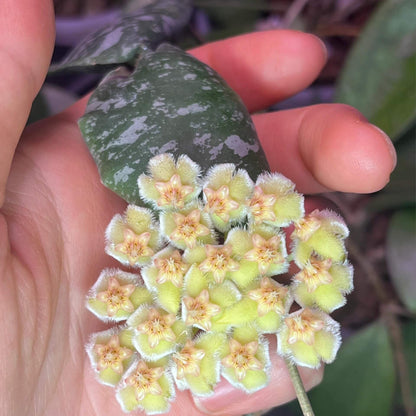 Hoya imbricata is one of the most unusual and recognizable Hoyas, famous for its distinctive shingling growth habit. Native from the Philippines to Sulawesi, it is an epiphytic climber that produces large, rounded, succulent leaves which press tightly against tree trunks or other surfaces, overlapping like roof tiles. The mature leaves can develop attractive mottled green and silvery patterns, while the unusual shield-like foliage creates a highly architectural appearance.