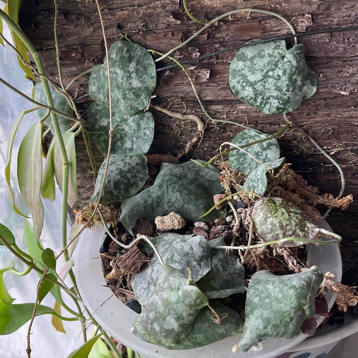 Hoya imbricata 'Maxima Red Corona' is a rare and highly distinctive form of the famous shingling Hoya, prized for its exceptionally large, thick leaves and striking red corona. The leaves are broad, dark green, and heavily textured, developing an attractive mottled pattern as the plant matures. Like typical Hoya imbricata, the leaves naturally press flat against a vertical surface and overlap like roof shingles, creating a dramatic living mosaic.