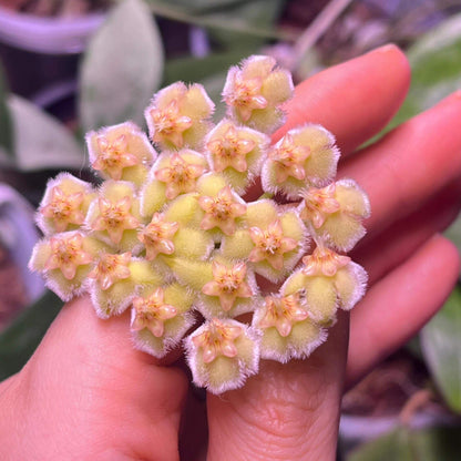 Hoya imbricata is one of the most unusual and recognizable Hoyas, famous for its distinctive shingling growth habit. Native from the Philippines to Sulawesi, it is an epiphytic climber that produces large, rounded, succulent leaves which press tightly against tree trunks or other surfaces, overlapping like roof tiles. The mature leaves can develop attractive mottled green and silvery patterns, while the unusual shield-like foliage creates a highly architectural appearance.