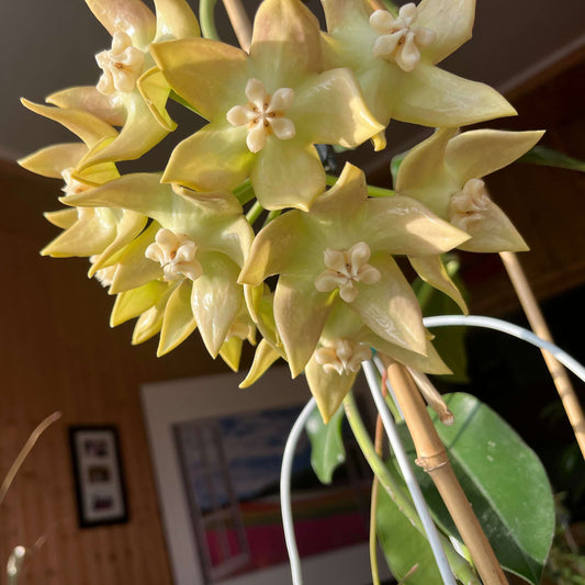 Hoya imperialis White, sometimes called Hoya imperialis alba, is native to Southeast Asia, particularly Malaysia and the Philippines. It has very large, thick green leaves with a striking midvein, and as a natural climber or twiner, it benefits from having support to grow on. Its flowers are notably showy and fragrant, making this form especially appealing to collectors.