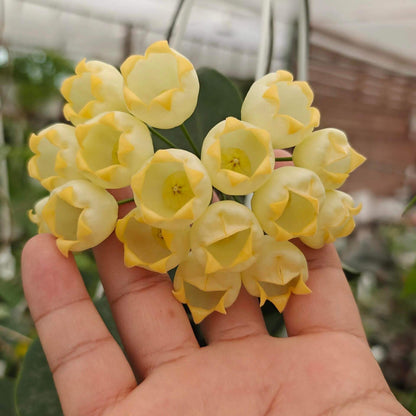 Hoya inflata is a rare epiphytic Hoya native to Papua New Guinea, where it grows naturally in wet tropical forest. It is particularly prized for its unusual inflated, lantern-like flowers, which give the species its distinctive name. The thick, waxy blooms have a rounded, swollen appearance and are typically produced in attractive clusters, contrasting beautifully with the plant's fleshy green foliage.