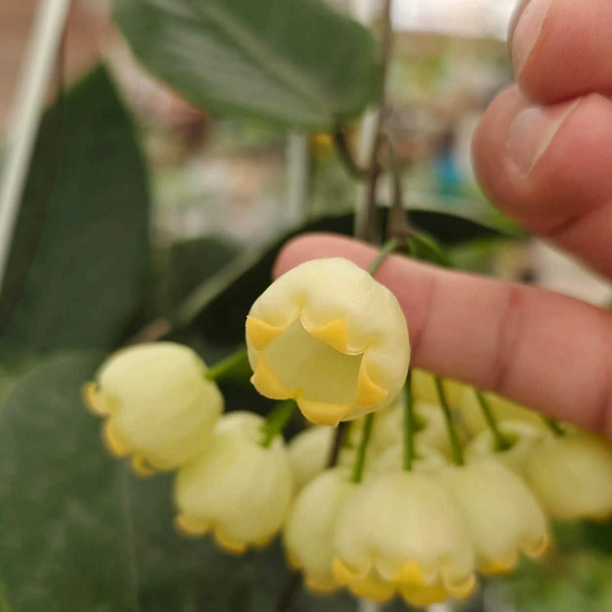 Hoya inflata is a rare epiphytic Hoya native to Papua New Guinea, where it grows naturally in wet tropical forest. It is particularly prized for its unusual inflated, lantern-like flowers, which give the species its distinctive name. The thick, waxy blooms have a rounded, swollen appearance and are typically produced in attractive clusters, contrasting beautifully with the plant's fleshy green foliage.