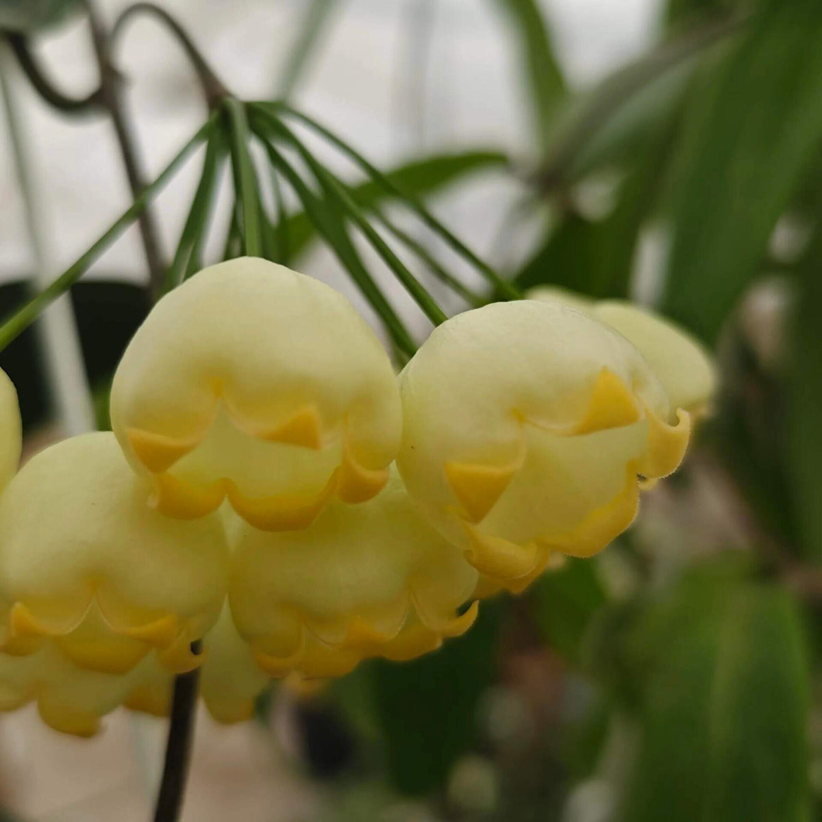 Hoya inflata is a rare epiphytic Hoya native to Papua New Guinea, where it grows naturally in wet tropical forest. It is particularly prized for its unusual inflated, lantern-like flowers, which give the species its distinctive name. The thick, waxy blooms have a rounded, swollen appearance and are typically produced in attractive clusters, contrasting beautifully with the plant's fleshy green foliage.