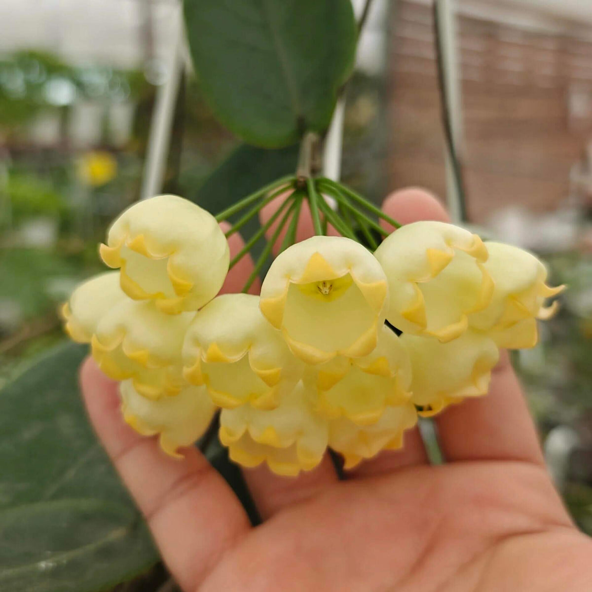 Hoya inflata is a rare epiphytic Hoya native to Papua New Guinea, where it grows naturally in wet tropical forest. It is particularly prized for its unusual inflated, lantern-like flowers, which give the species its distinctive name. The thick, waxy blooms have a rounded, swollen appearance and are typically produced in attractive clusters, contrasting beautifully with the plant's fleshy green foliage.
