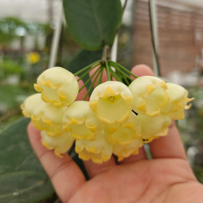 Hoya inflata is a rare epiphytic Hoya native to Papua New Guinea, where it grows naturally in wet tropical forest. It is particularly prized for its unusual inflated, lantern-like flowers, which give the species its distinctive name. The thick, waxy blooms have a rounded, swollen appearance and are typically produced in attractive clusters, contrasting beautifully with the plant's fleshy green foliage.