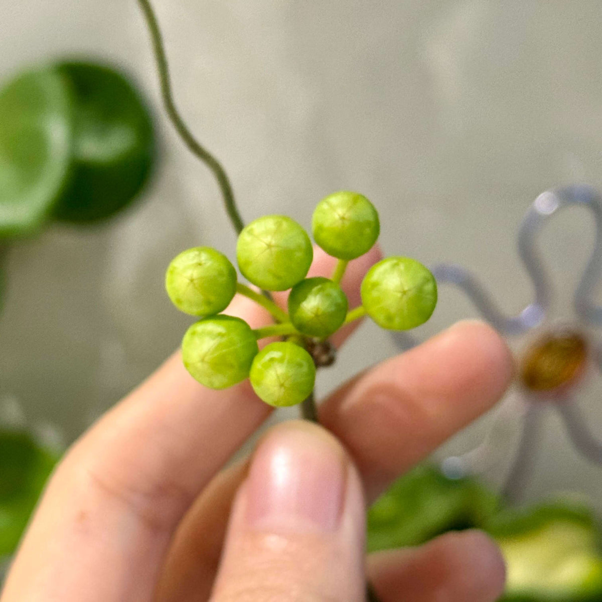 Hoya inflata is a rare epiphytic Hoya native to Papua New Guinea, where it grows naturally in wet tropical forest. It is particularly prized for its unusual inflated, lantern-like flowers, which give the species its distinctive name. The thick, waxy blooms have a rounded, swollen appearance and are typically produced in attractive clusters, contrasting beautifully with the plant's fleshy green foliage.