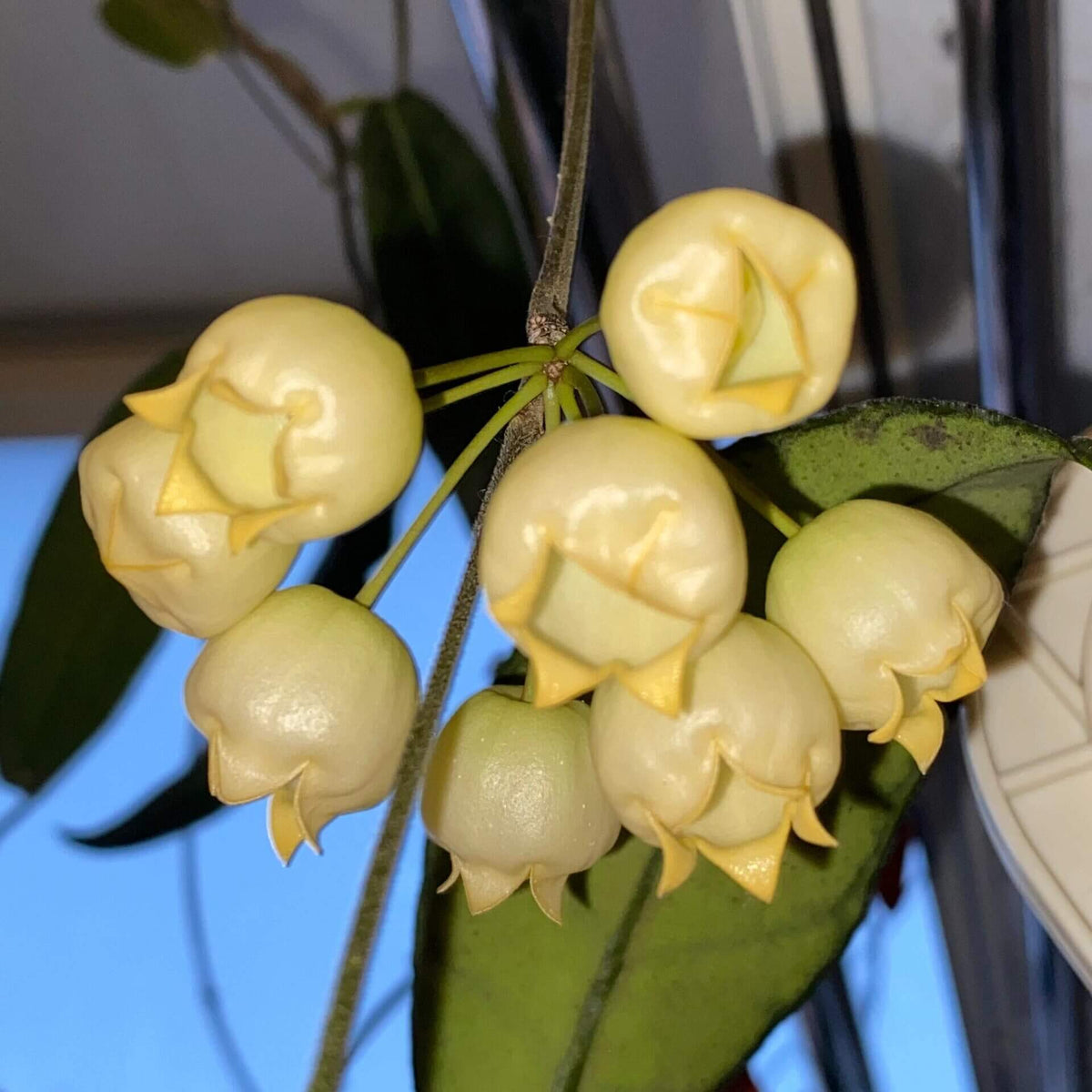 Hoya inflata is a rare epiphytic Hoya native to Papua New Guinea, where it grows naturally in wet tropical forest. It is particularly prized for its unusual inflated, lantern-like flowers, which give the species its distinctive name. The thick, waxy blooms have a rounded, swollen appearance and are typically produced in attractive clusters, contrasting beautifully with the plant's fleshy green foliage.