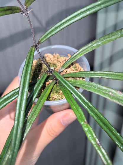 Hoya insularis is a rare epiphytic vine originating from tropical island forests in Southeast Asia, such as Borneo and the Philippines, where it grows in warm, humid, shaded conditions. It features long, narrow lanceolate to grass-like leaves that are dark green and can develop purple tones under brighter or “sun-stress” light.