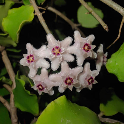 Hoya kanyakumariana is native to India, specifically the Kanyakumari region in Tamil Nadu, and grows as an epiphytic or lithophytic climber that naturally scrambles over rocks or trees.