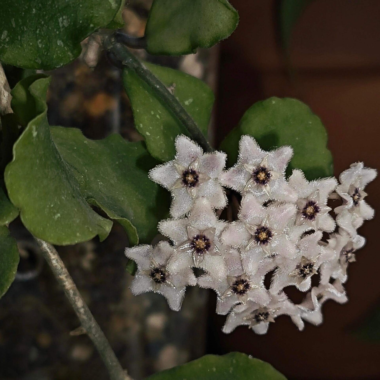 Hoya kanyakumariana is native to India, specifically the Kanyakumari region in Tamil Nadu, and grows as an epiphytic or lithophytic climber that naturally scrambles over rocks or trees.