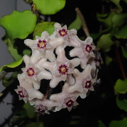 Hoya kanyakumariana is native to India, specifically the Kanyakumari region in Tamil Nadu, and grows as an epiphytic or lithophytic climber that naturally scrambles over rocks or trees.