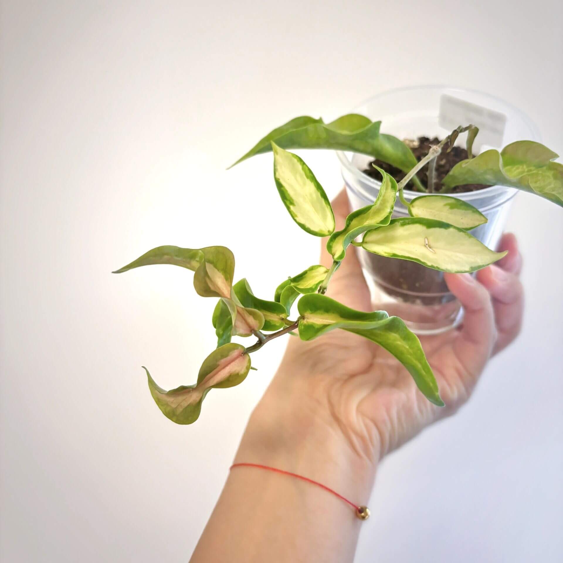 Hoya kenejiana inner variegated is a stunning curly-leaved Hoya with vibrant greenish-yellow to golden variegation at the center of its leaves.